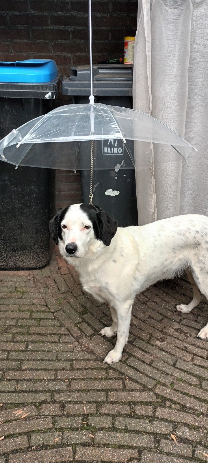 opvouwbare, doorzichtige, hondenparaplu !, Dieren en Toebehoren, Ophalen, Zo goed als nieuw