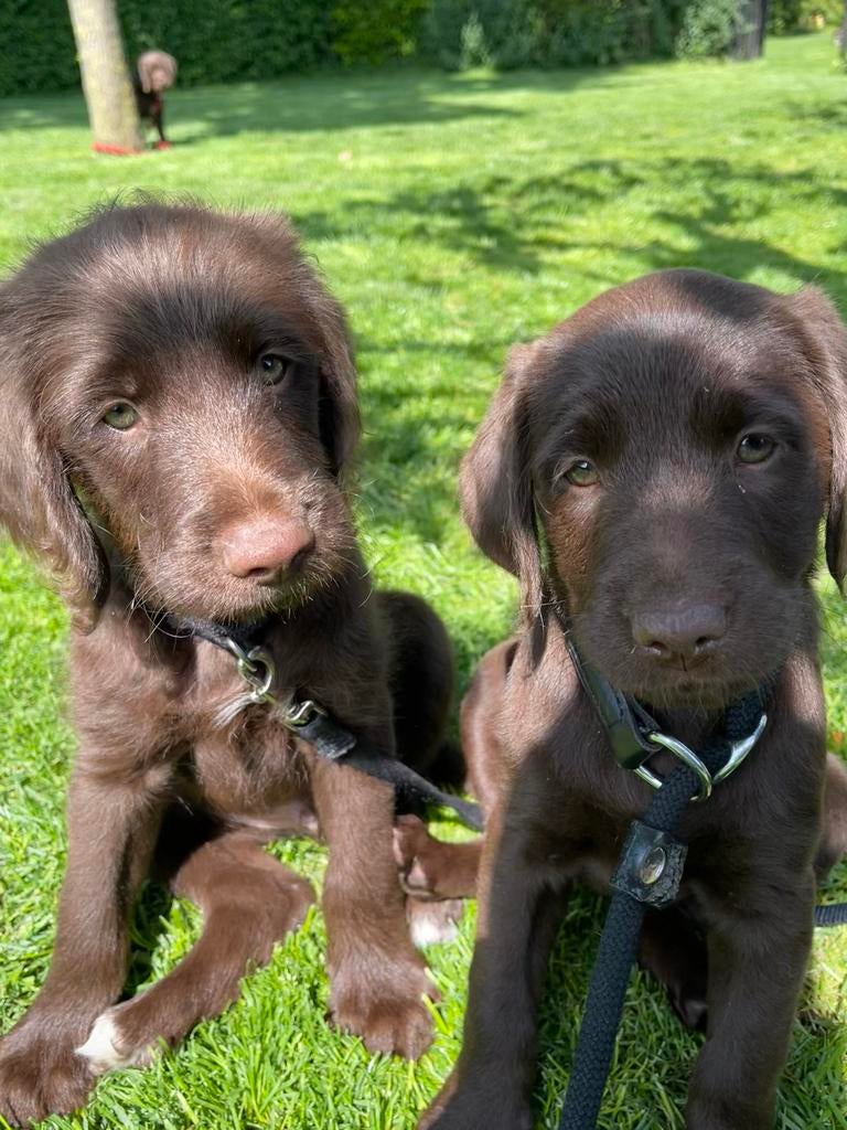 Te koop: Labradoodle pups, Parvo, 8 tot 15 weken, Meerdere, Meerdere dieren