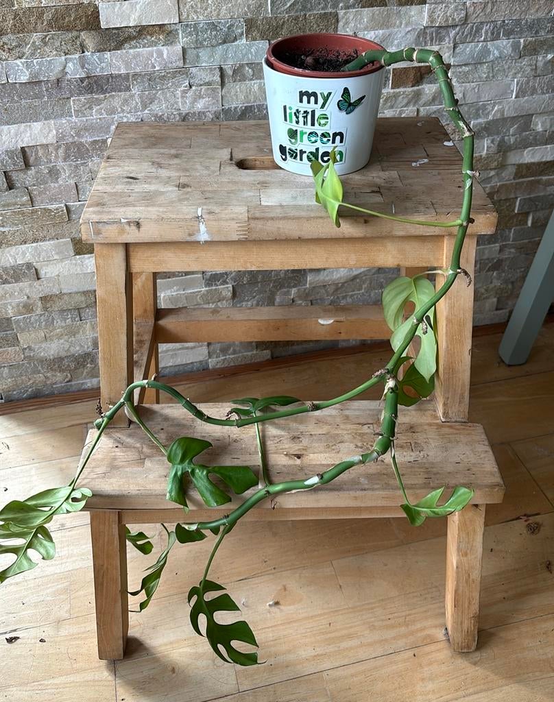 Monstera minima in pot, Huis en Inrichting, Kamerplanten, Overige soorten, In pot, Minder dan 100 cm, Groene kamerplant