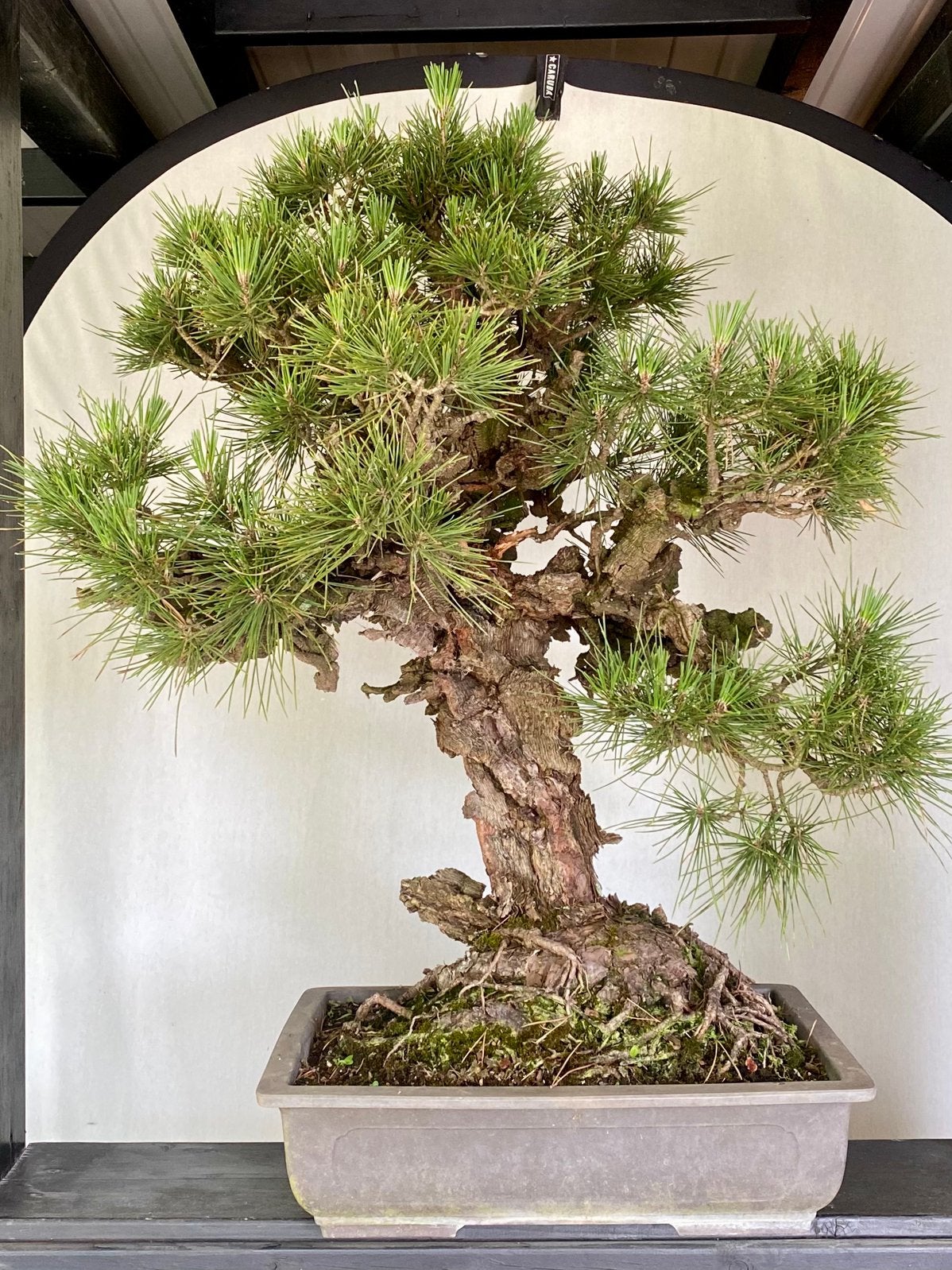 Bonsai Pinus Thunbergii Corticosa, zeer grote Japanse Boom, Bloeit niet, Overige soorten, Minder dan 100 cm, Ophalen