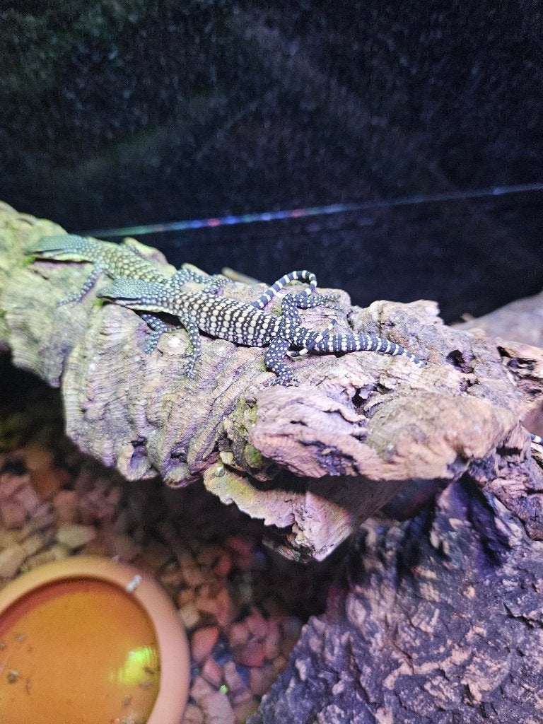 varan et iguane pour houten, Dieren en Toebehoren, Hagedis, 0 tot 2 jaar
