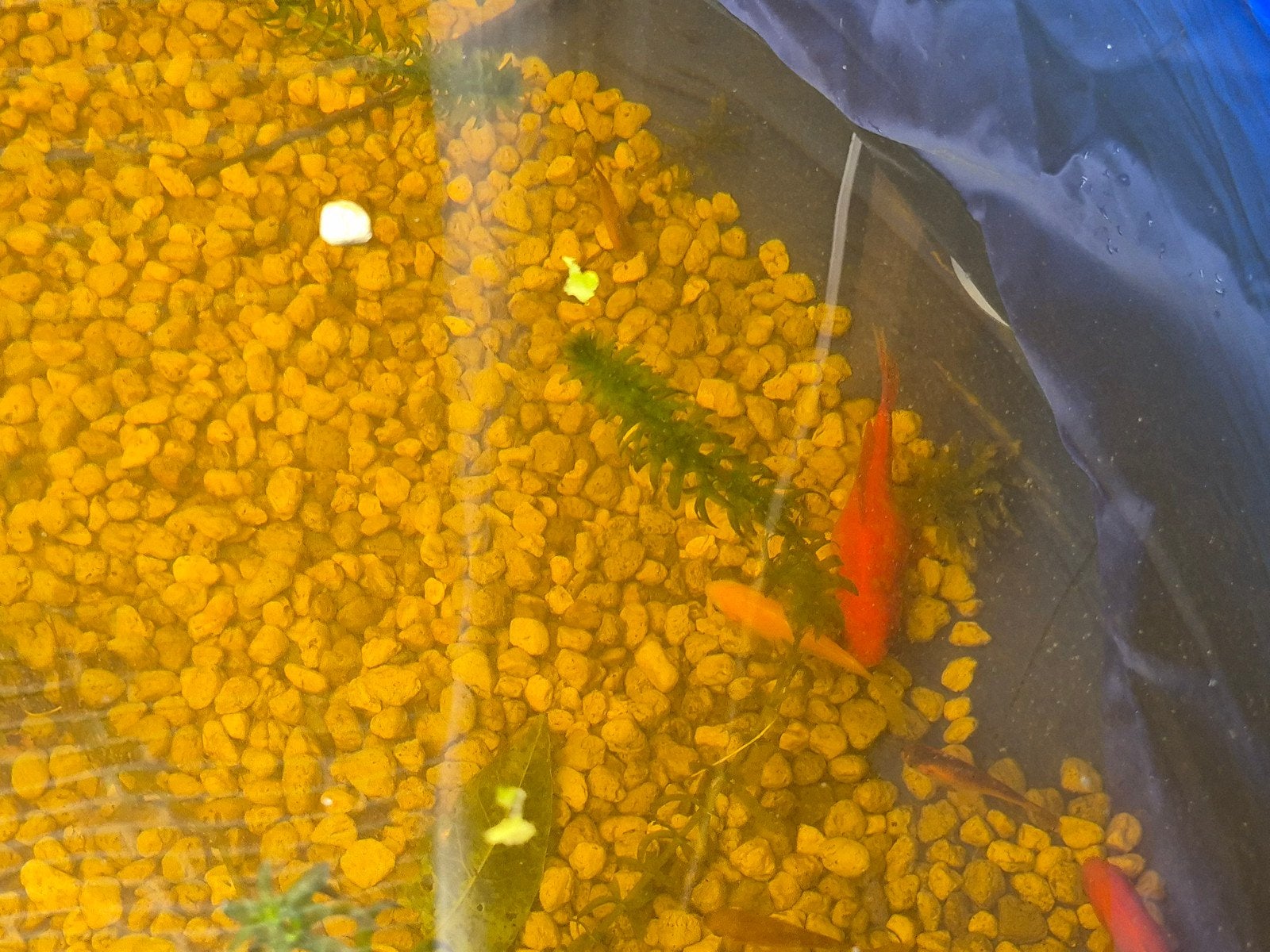 Goudvissen gratis, Dieren en Toebehoren, Goudvis(sen)