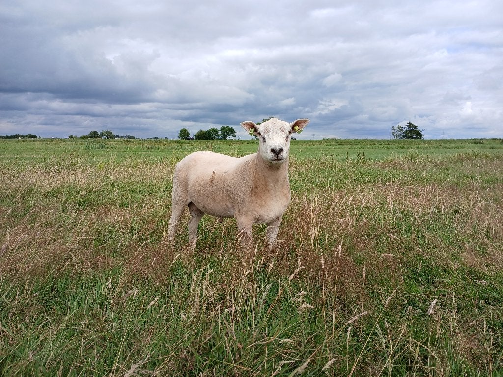 Swifter stamboekdekrammen van 2025, Mannelijk, Schaap