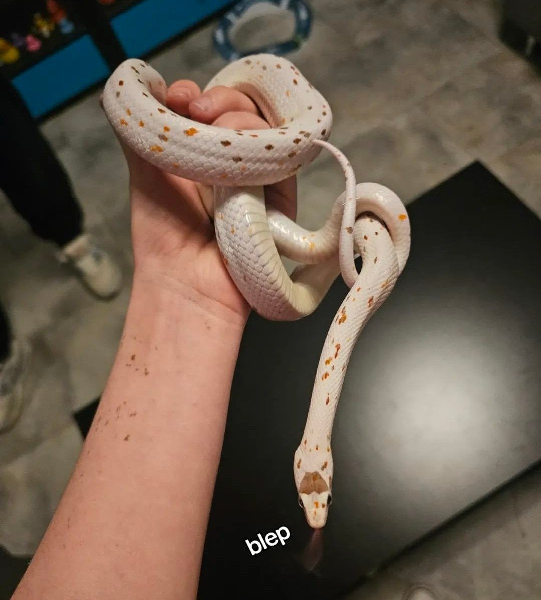 1.0 palmetto het. anery Ball Python photo 2