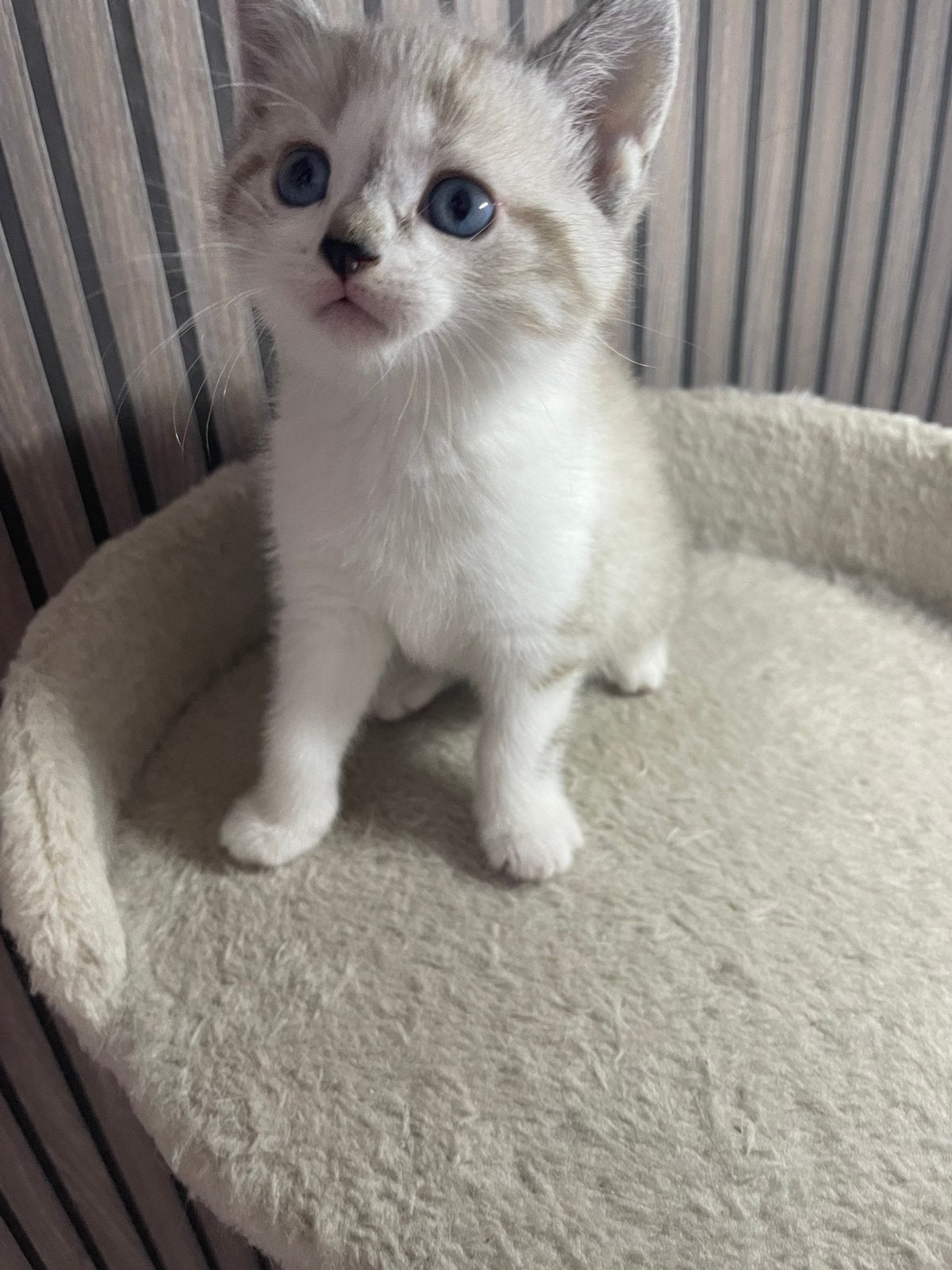 Britse Korthaar kittens, Dieren en Toebehoren, Katten en Kittens | Raskatten | Korthaar, Meerdere dieren