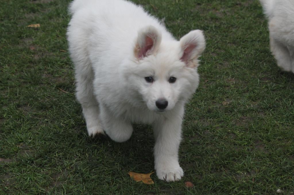 Witte Herder Pups, Dieren en Toebehoren, Parvo, 8 tot 15 weken, Meerdere, Meerdere dieren