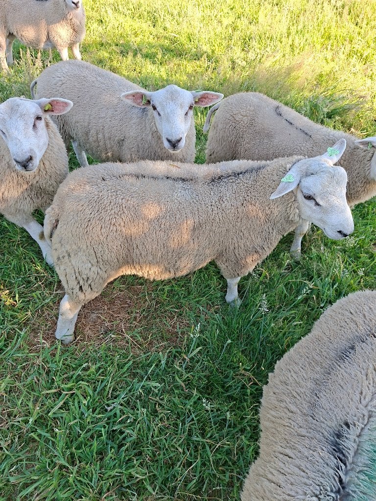 dekrammen, Dieren en Toebehoren, Schapen, Geiten en Varkens, Mannelijk, Schaap, 0 tot 2 jaar