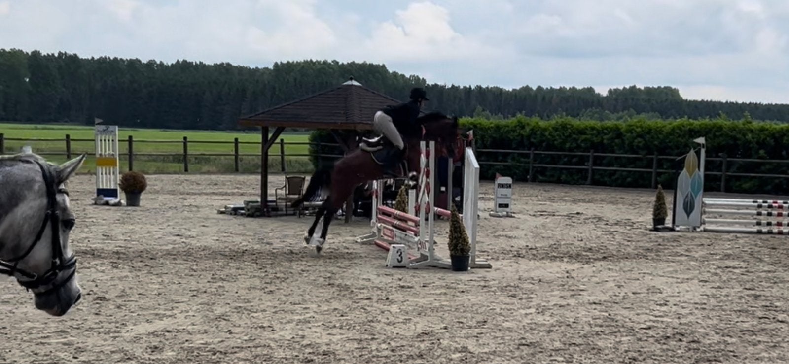 Chique D pony, Dieren en Toebehoren, Pony's, Merrie, Springpony, 3 tot 6 jaar, D pony (1.37m tot 1.48m)