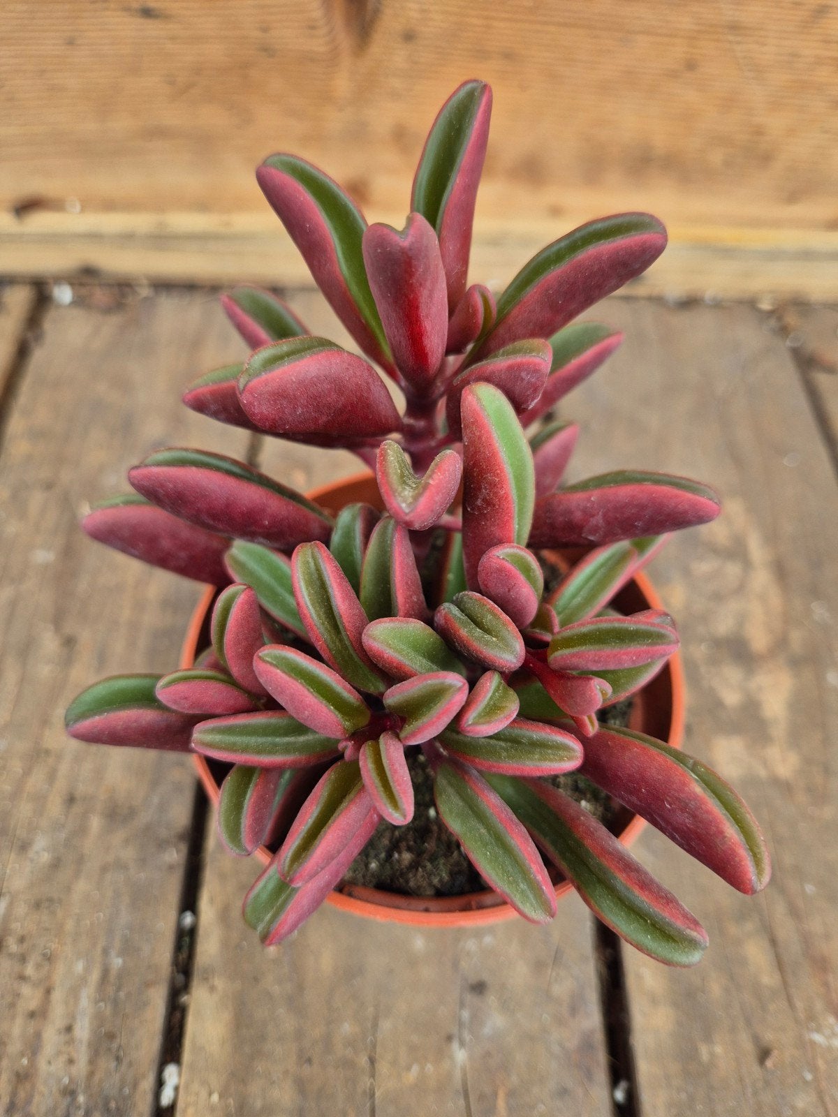 Peperomia graveolens p8, Huis en Inrichting, Ophalen of Verzenden, Halfschaduw, Minder dan 100 cm