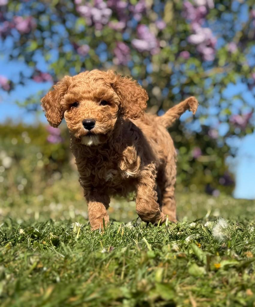 Mini Australian Labradoodle, Overige rassen, 8 tot 15 weken, Teef, Parvo