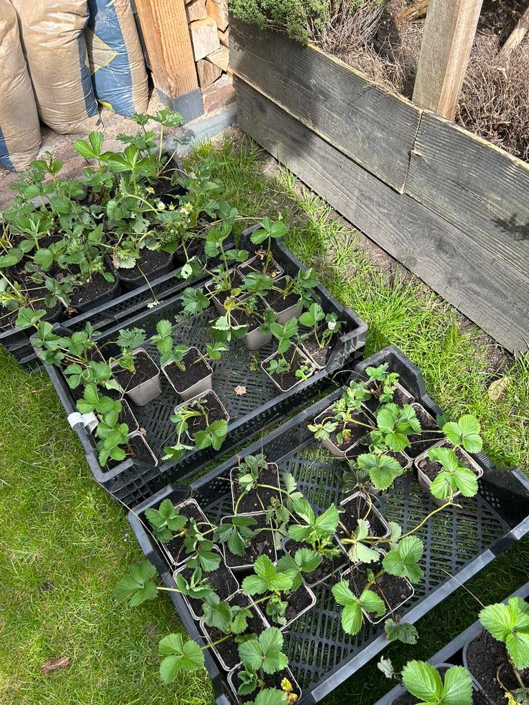 Korona aardbeiplanten, Ophalen of Verzenden, Volle zon