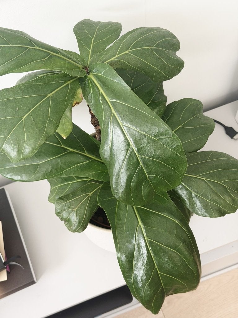 Ficus Lyrata in pot - Groene kamerplant, Ophalen, Ficus, Halfschaduw, In pot