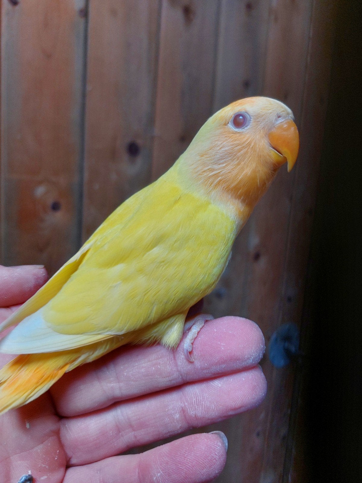 te reserveren om tam te maken agapornis roseicollis, Dieren en Toebehoren, Vogels | Parkieten en Papegaaien, Geslacht onbekend