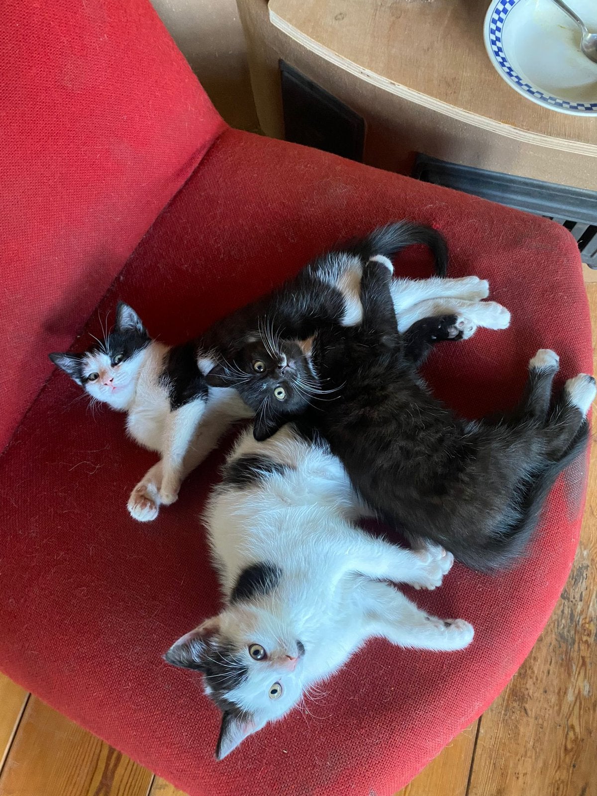 Kittens kruising Siamees, Ragdoll en Europese korthaar, Meerdere dieren, Ontwormd, 0 tot 2 jaar