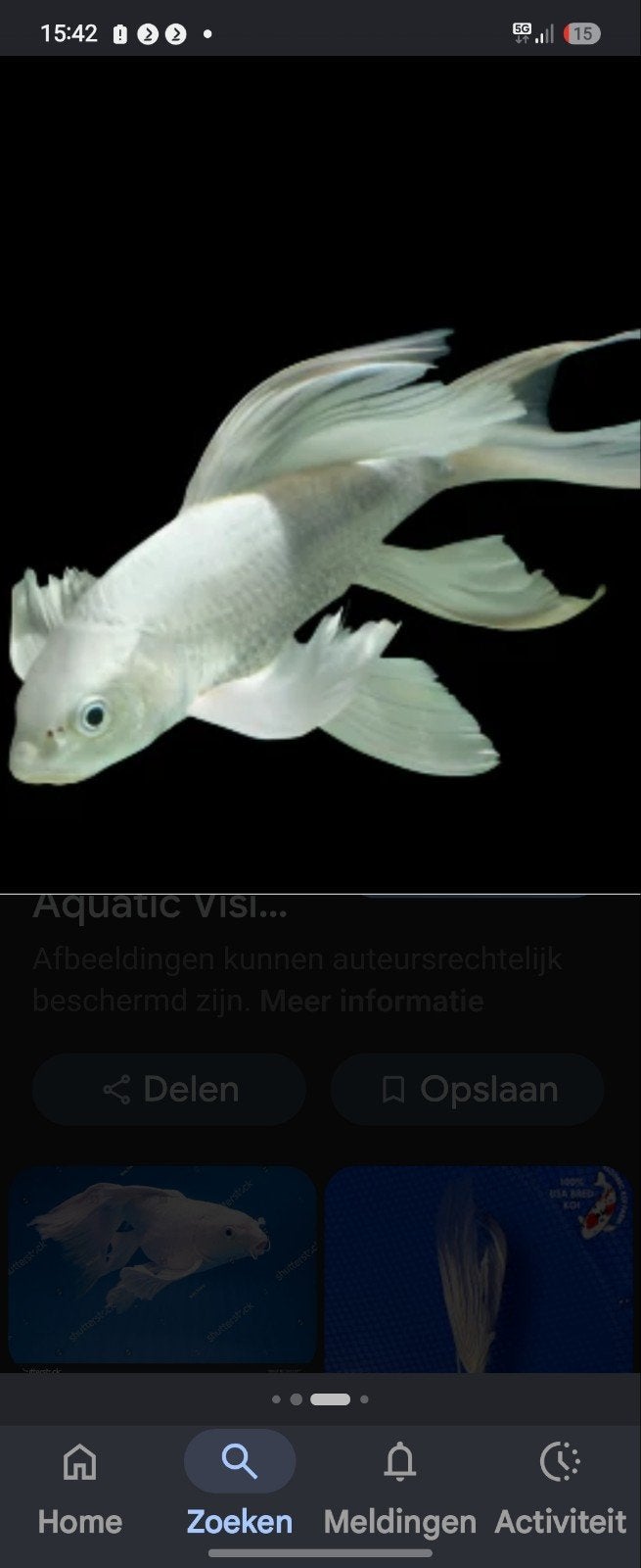 Gezocht butterfly koi foto is voorbeeld, Dieren en Toebehoren, Vissen | Vijvervissen, Karper of Koi