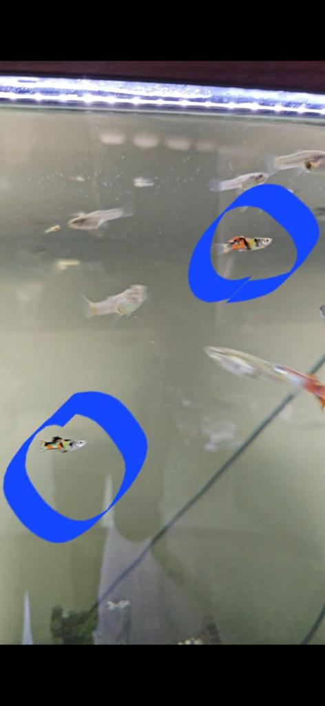 Mannetjes guppys - guppen, Dieren en Toebehoren, Vissen | Aquariumvissen, Vis