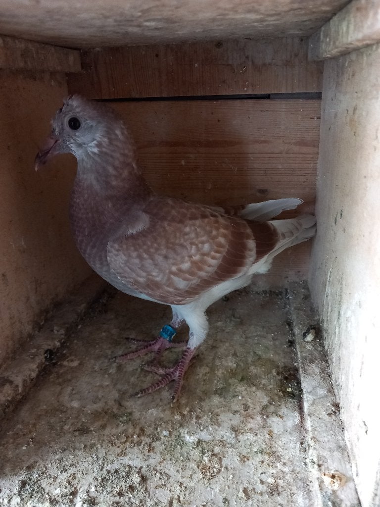 postduiven, Dieren en Toebehoren, Meerdere dieren, Postduif