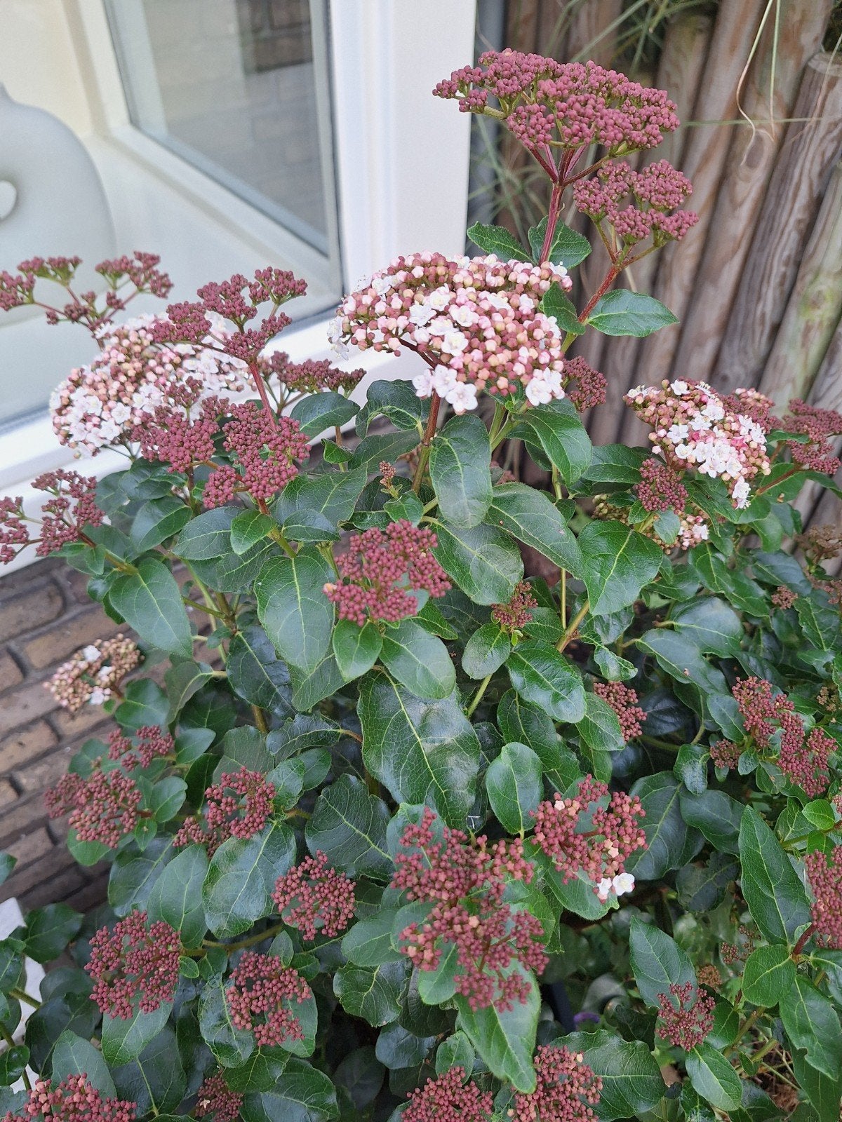 Skimmia Japonica, Ophalen, Halfschaduw, Overige soorten