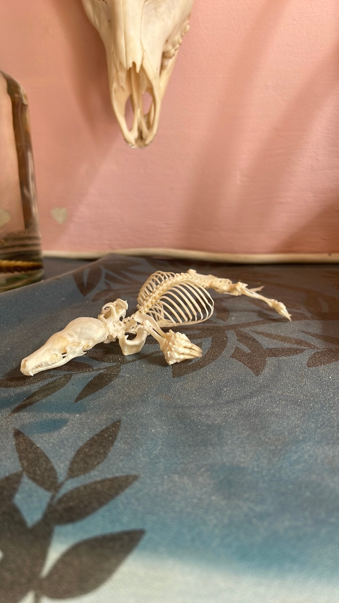 Skelet mol, Ophalen, Nieuw, Wild dier, Overige typen