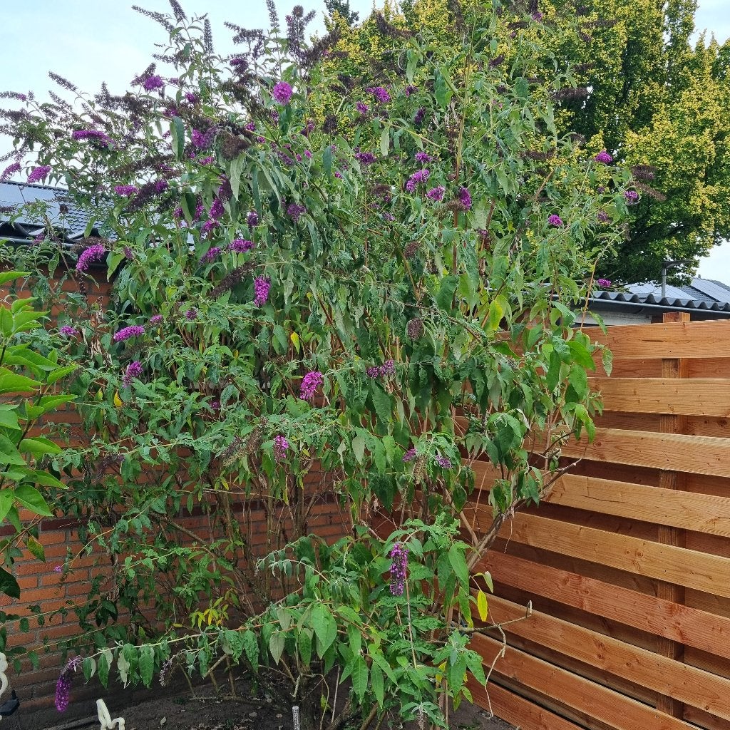 Vlinderstruik gratis, Tuin en Terras, Planten | Tuinplanten, Volle zon, Vaste plant, Zomer, Ophalen