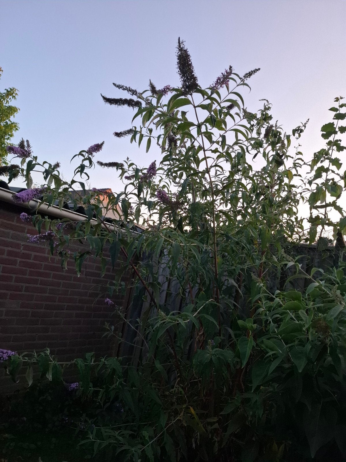 Vlinderstruik groot paars, Tuin en Terras, Planten | Bomen, Overige soorten, 100 tot 250 cm, Zomer, Ophalen