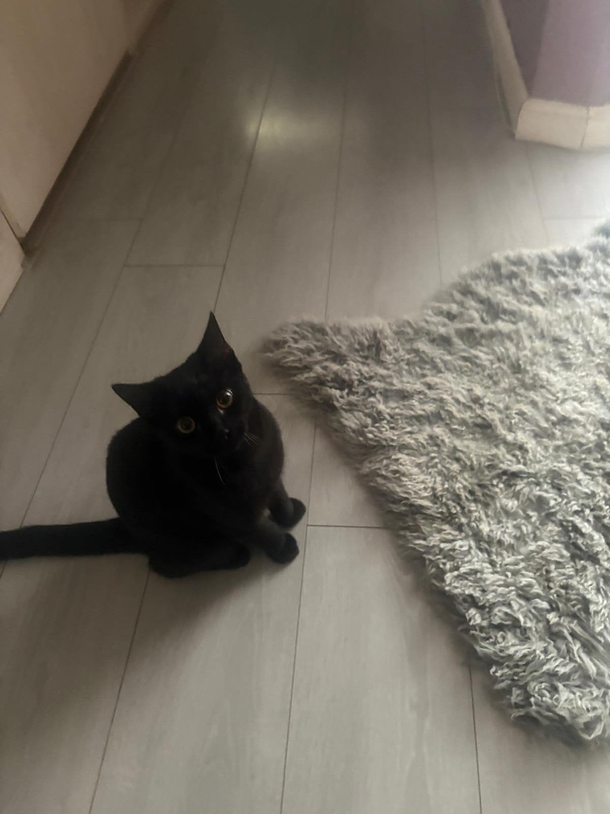 Britse korthaar poes, Poes, Kortharig, 0 tot 2 jaar