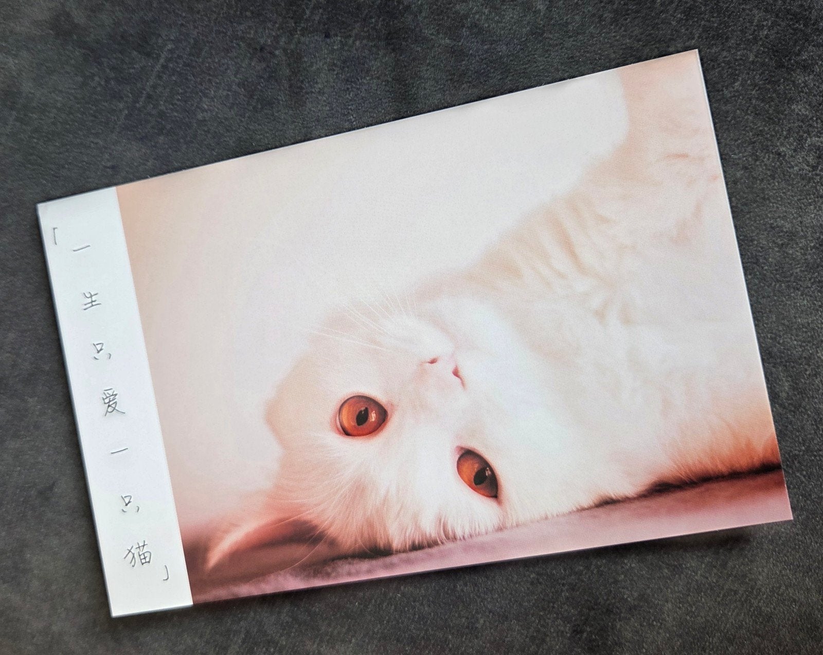 Ansichtkaart met witte kat, Verzenden, 1980 tot heden, Ongelopen, Hond of Kat