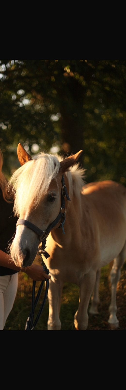 Haflinger, merrie, jaarling, Merrie, Minder dan 160 cm, Niet van toepassing, 0 tot 2 jaar
