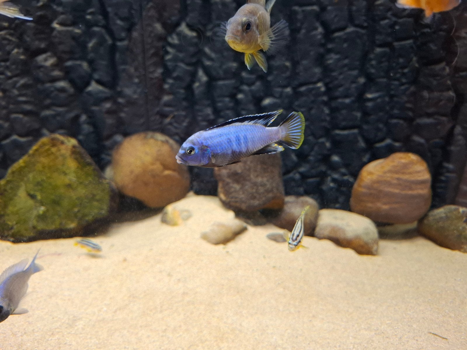 pseudotropheus sp mambe deep, Vis