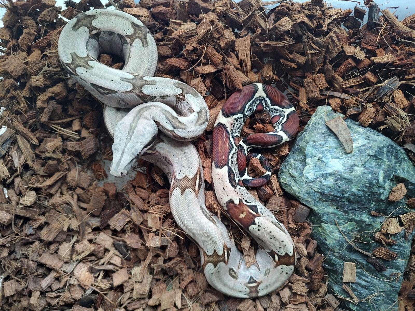 1:1 Guyana roodstaartboa N.K. 2025 Boa Constrictor photo 3
