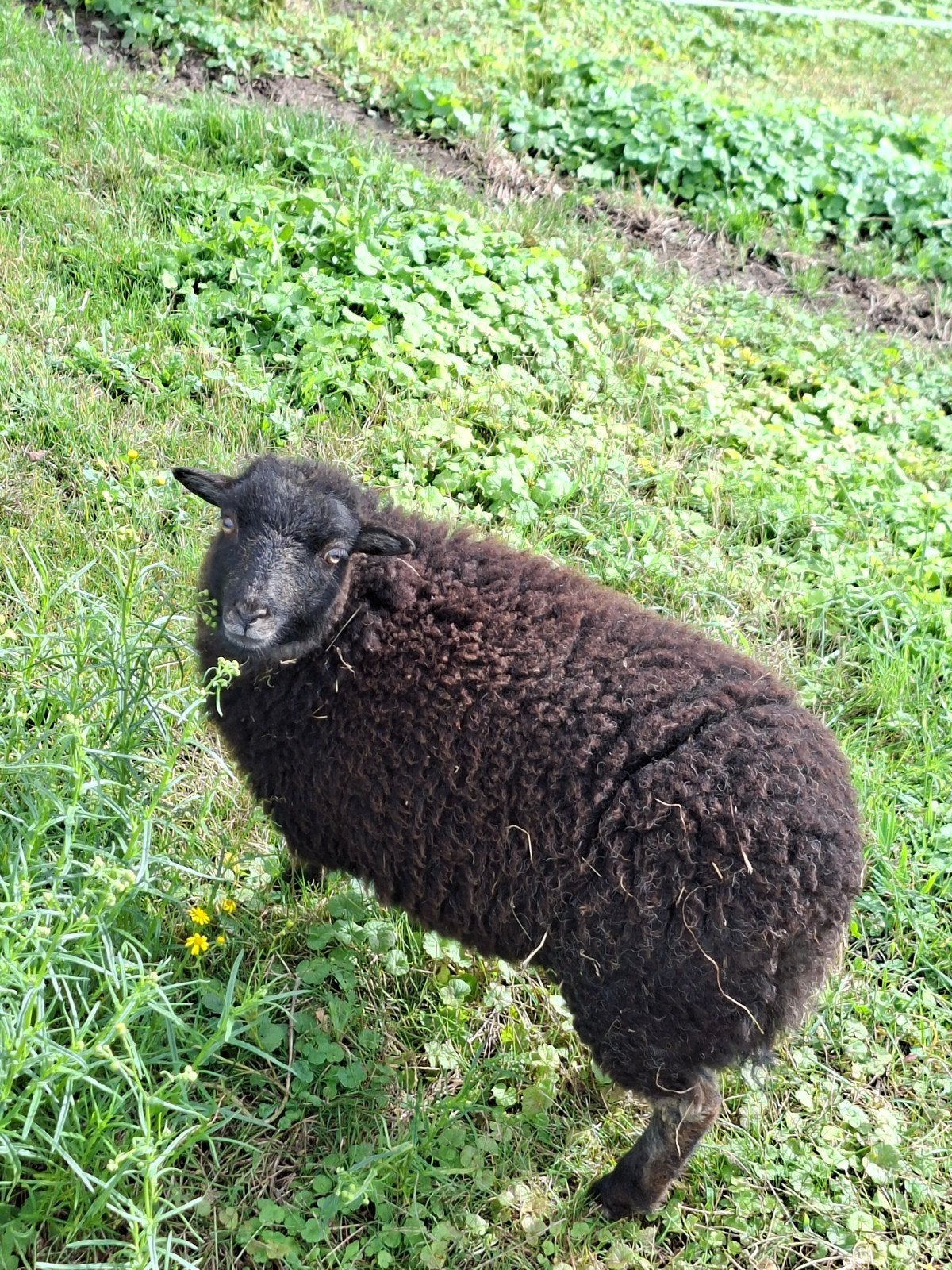 quassant ooi, Dieren en Toebehoren