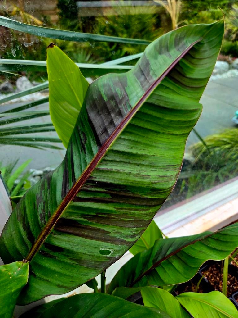 Musa sikkemensis 'Ever red', Tuin en Terras, Planten | Tuinplanten, Volle zon, Vaste plant, Bloeit niet, Ophalen