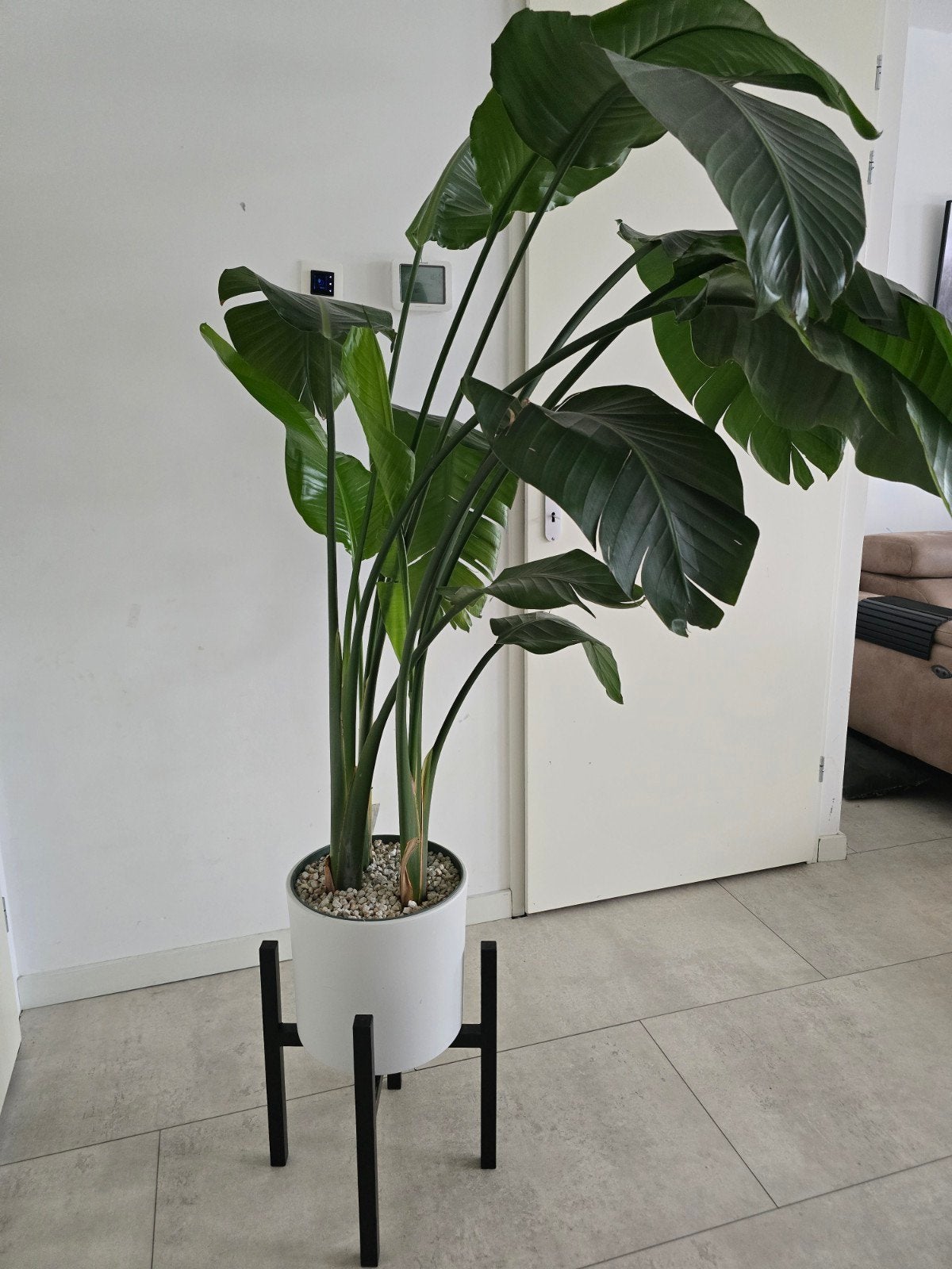 Grote Strelitzia Nicolai (Paradijsvogelplant) met pot, Huis en Inrichting, Ophalen, Overige soorten, In pot, 150 tot 200 cm