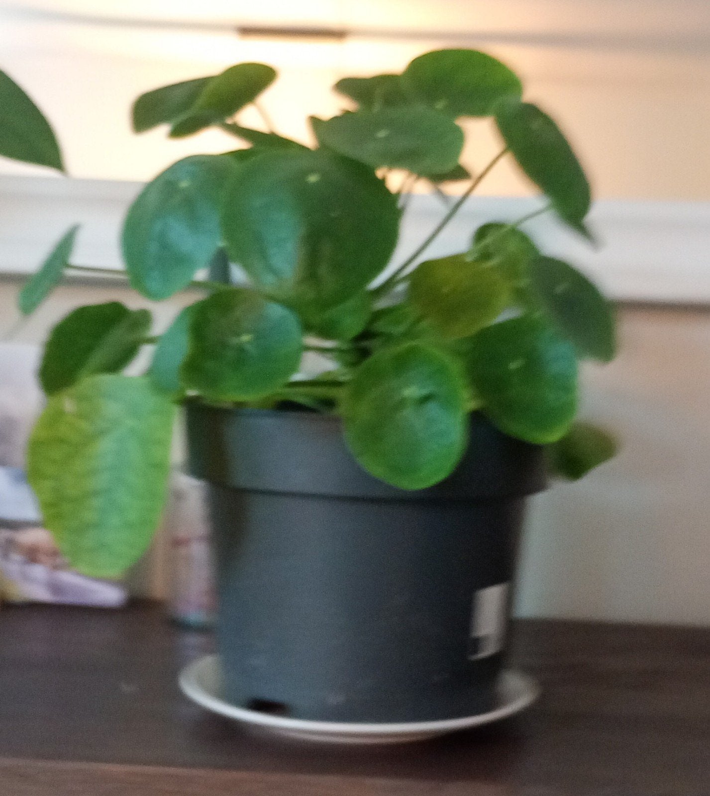 Pannenkoekplant (Pilea Peperomioides) 40 cm hoog, Huis en Inrichting, Ophalen, Minder dan 100 cm