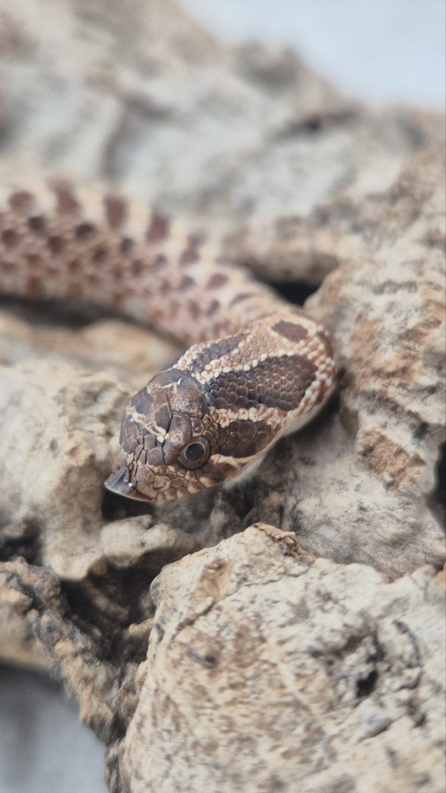 Ex red het albino haakneusslang Hognose Snake - female for sale from De Jong
