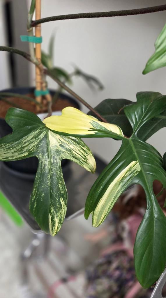 Philodendron Florida Beauty Variegata, Ophalen, Halfschaduw, In pot, Minder dan 100 cm