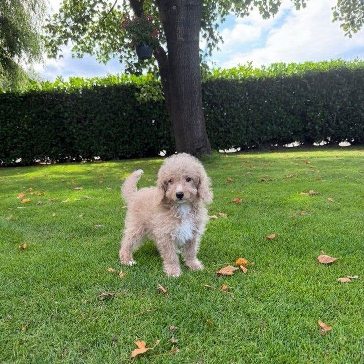 Mini Doodle (Mini Labradoodle x Poedel) pup reutje, Dieren en Toebehoren, Poedel, Nederland, CDV (hondenziekte), 8 tot 15 weken