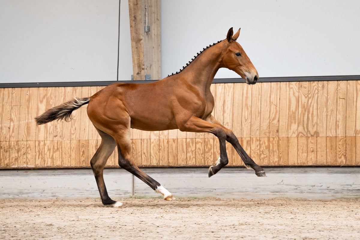 Goed ontwikkeld henstveulen te koop, Dieren en Toebehoren, Springpaard, Minder dan 160 cm, Niet van toepassing, 0 tot 2 jaar