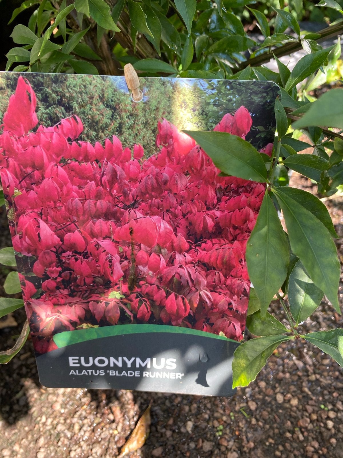 Euonymus alatus 'Blade Runner' - Kardinaalsmuts, Tuin en Terras, Volle zon, Vaste plant, Bloeit niet, Ophalen