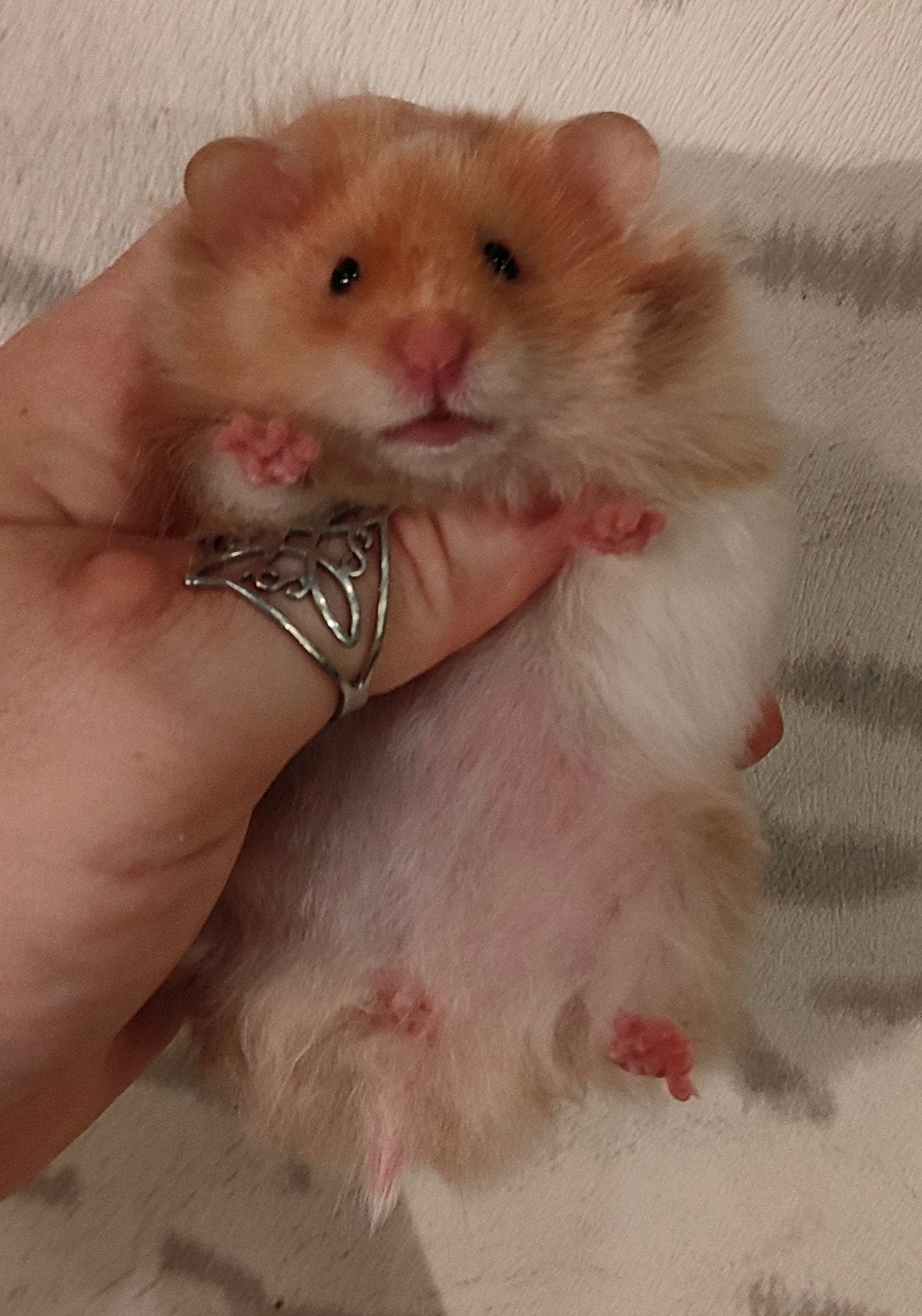 Jonge Syrische Hamsters / Goudhamsters Mogen verhuizen, Dieren en Toebehoren, Knaagdieren, Hamster, Juni, Vrouwelijk, Tam