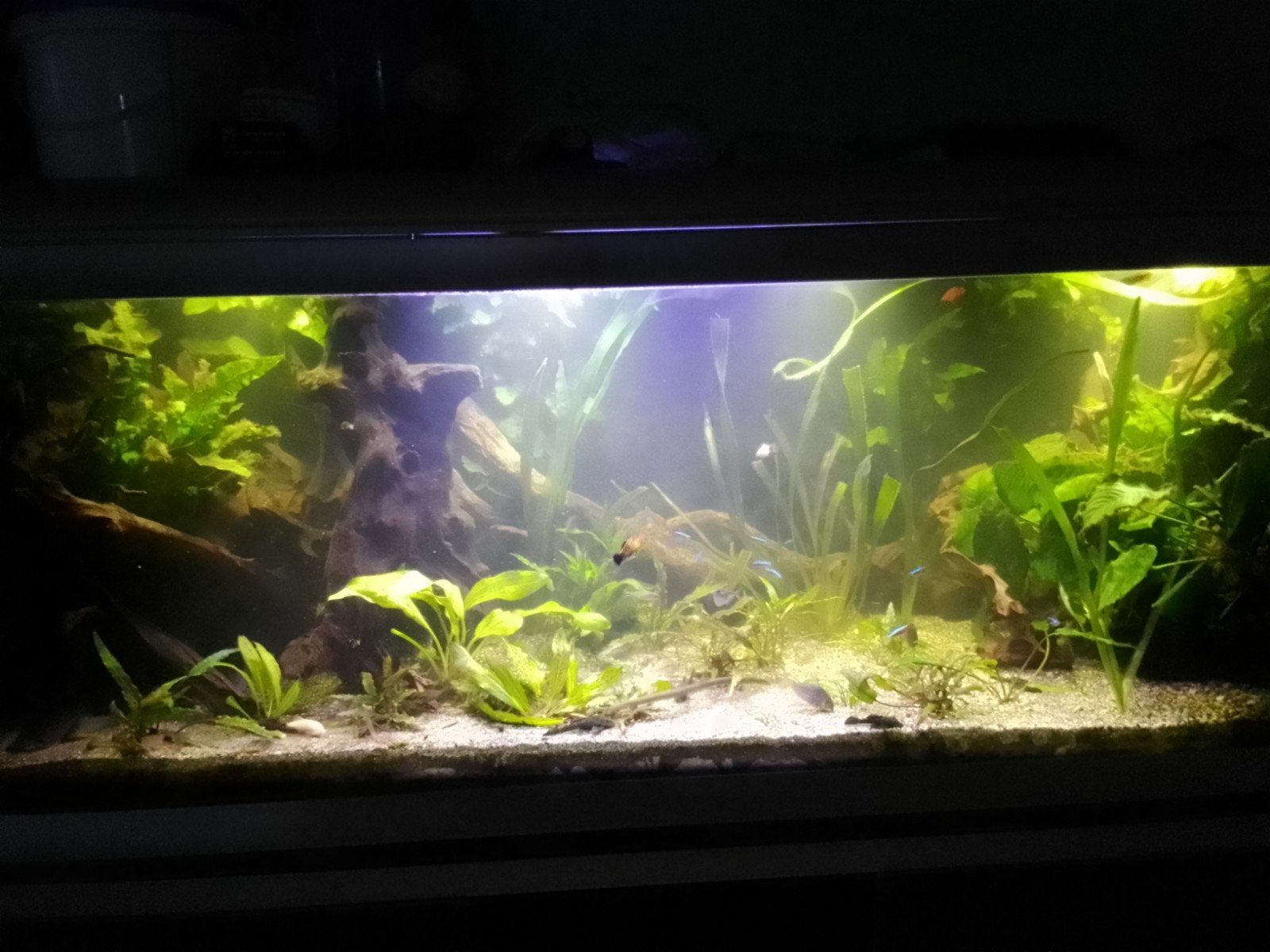aquarium planten en vissen gezocht., Dieren en Toebehoren, Ophalen of Verzenden, Zo goed als nieuw, Gevuld zoetwateraquarium