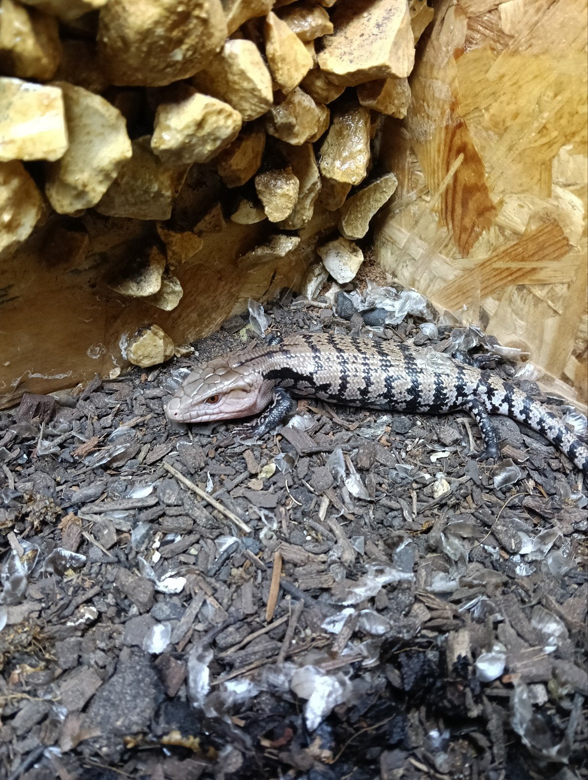 jonge blauwtongskinken (tilqua gigas gigas), Dieren en Toebehoren, Reptielen en Amfibieën, Hagedis, 0 tot 2 jaar