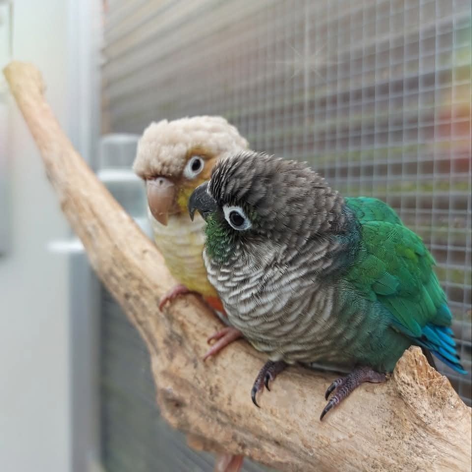 Pyrrhura Paleis Opvang (Opvang parkieten), Dieren en Toebehoren, Vogels | Parkieten en Papegaaien, Meerdere dieren, Parkiet
