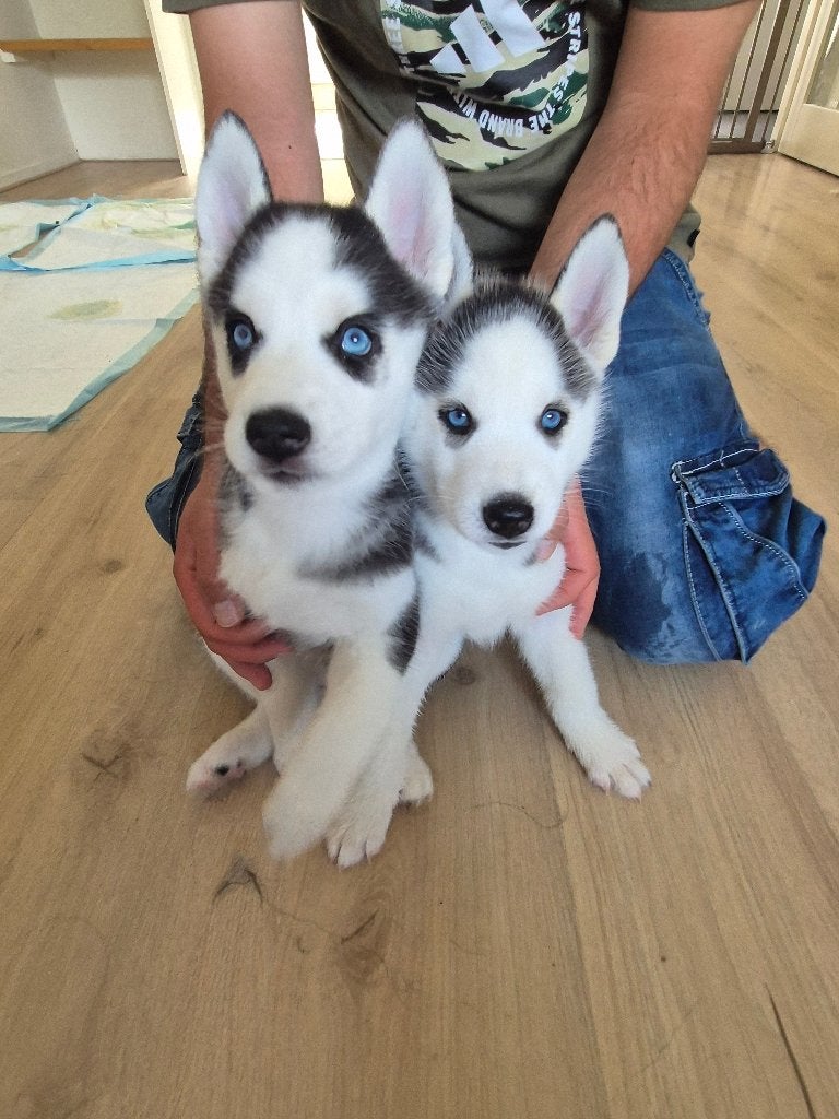 Husky pups 1000€, Dieren en Toebehoren, Parvo, 8 tot 15 weken, Teef, Poolhond