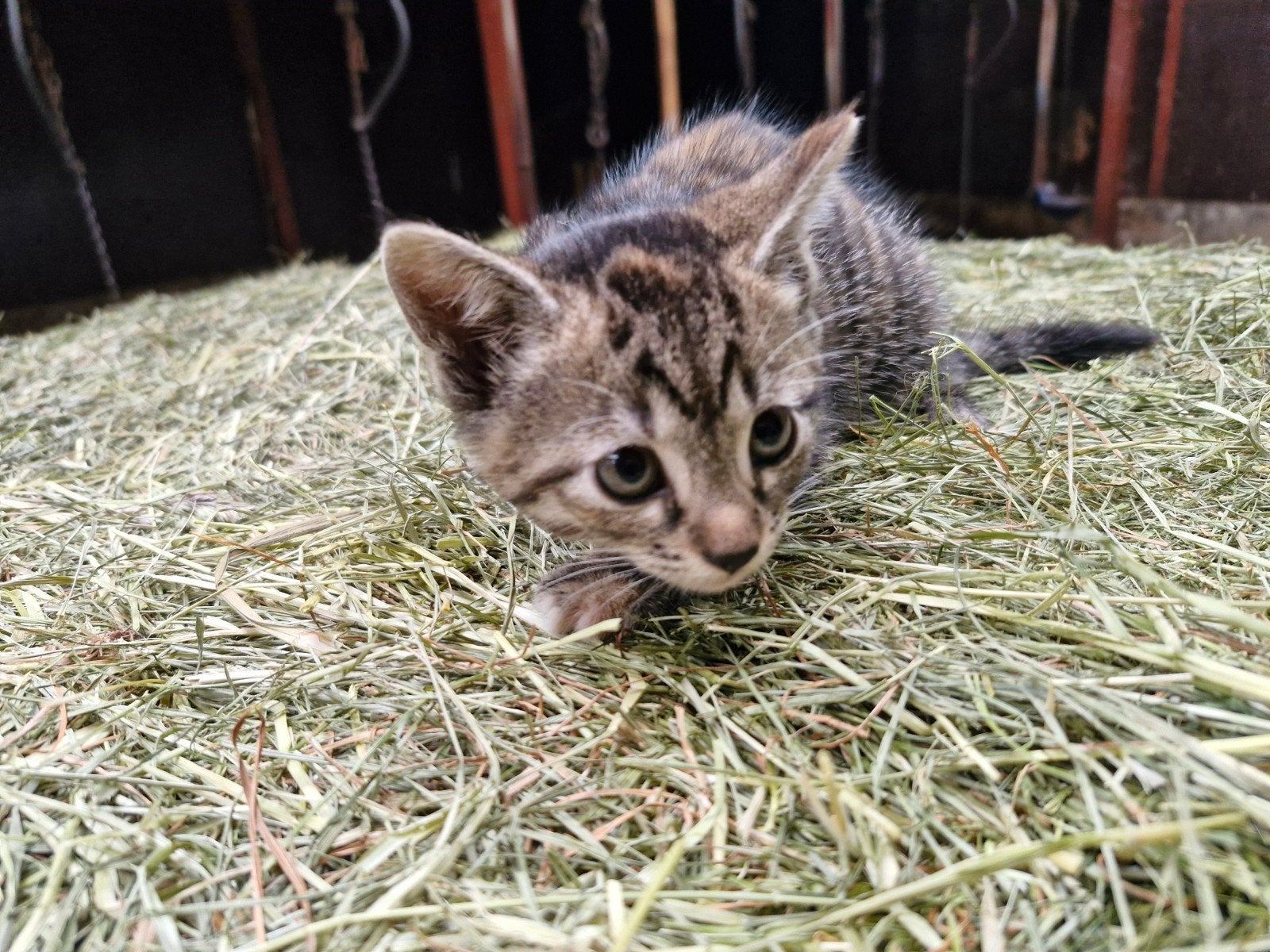 Tekoop kittens, Dieren en Toebehoren, Katten en Kittens | Overige Katten, Meerdere dieren