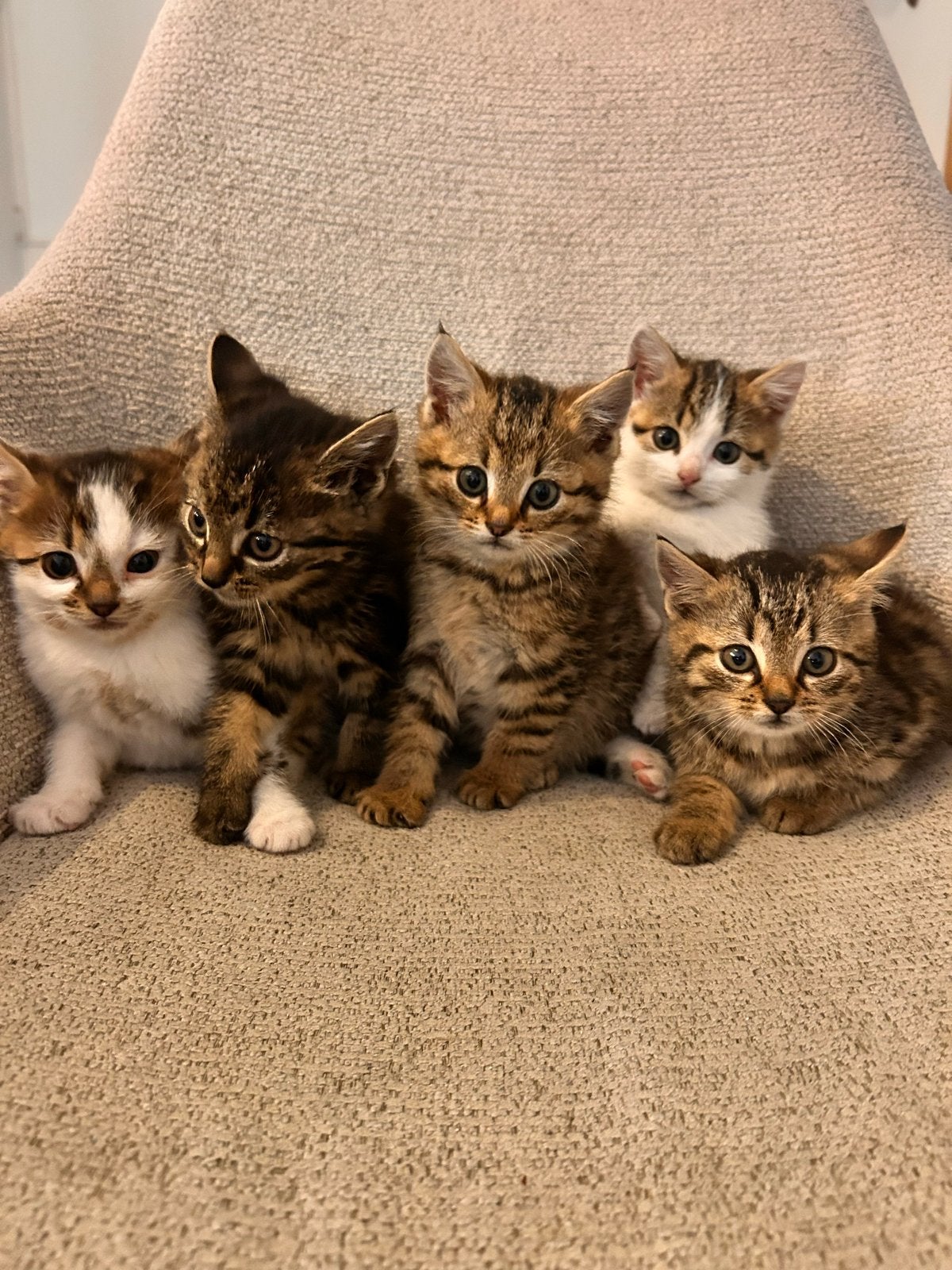 Europese korthaar kittens - nog 1 vrouwtje beschikbaar!, Meerdere dieren