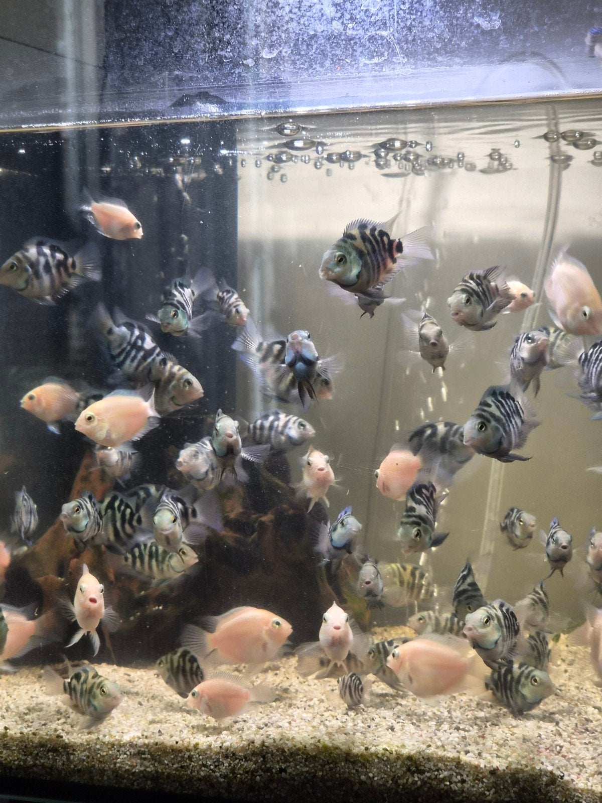 Blue Parrot en platinum Cichliden 3 voor 10 euro, Dieren en Toebehoren, Vis