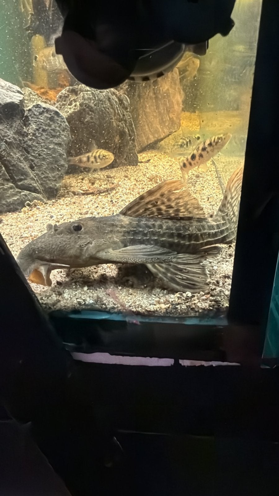 L273 Pseudacanthicus sp.