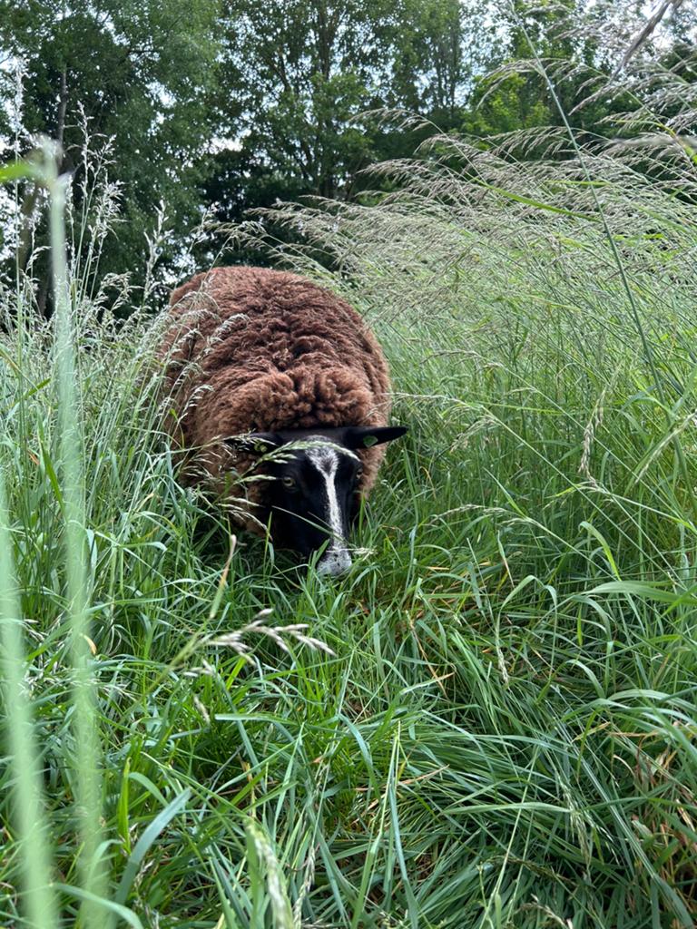 Gratis wol 7 bruine vachten, Dieren en Toebehoren, Schapen, Geiten en Varkens, Vrouwelijk, Schaap