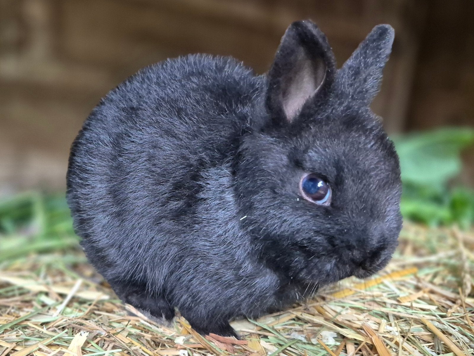 Schattig jong gecastreerd kleurdwerg rammetje, Dieren en Toebehoren, Konijnen, Mannelijk, Dwerg, 0 tot 2 jaar